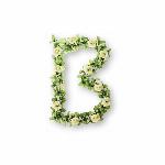 Bloemenstreng Basil Rozen met groene takjes - Wit